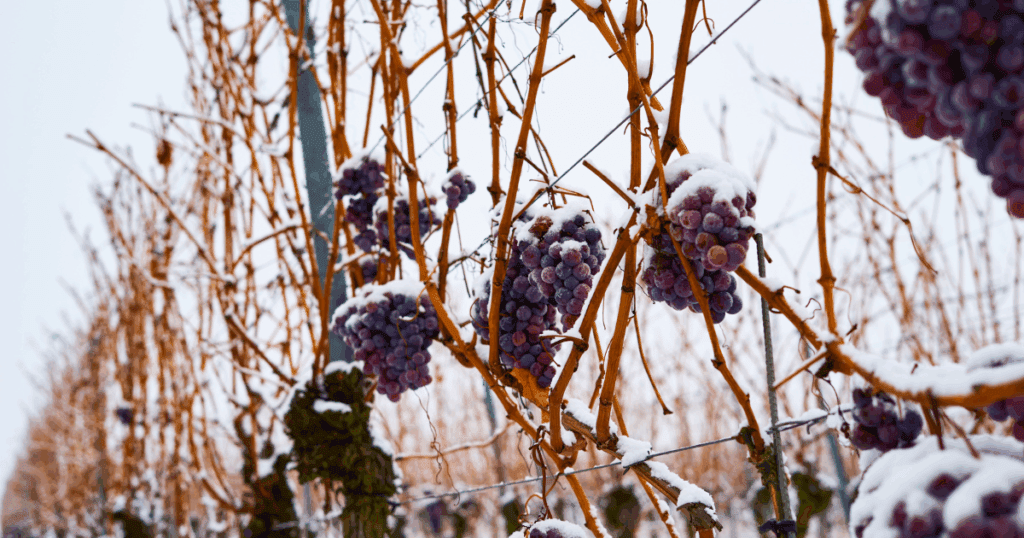 Michigan Ice Wine