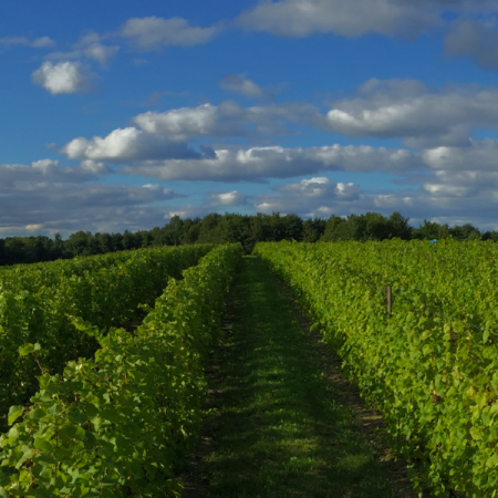 Vineyard-Matheson
